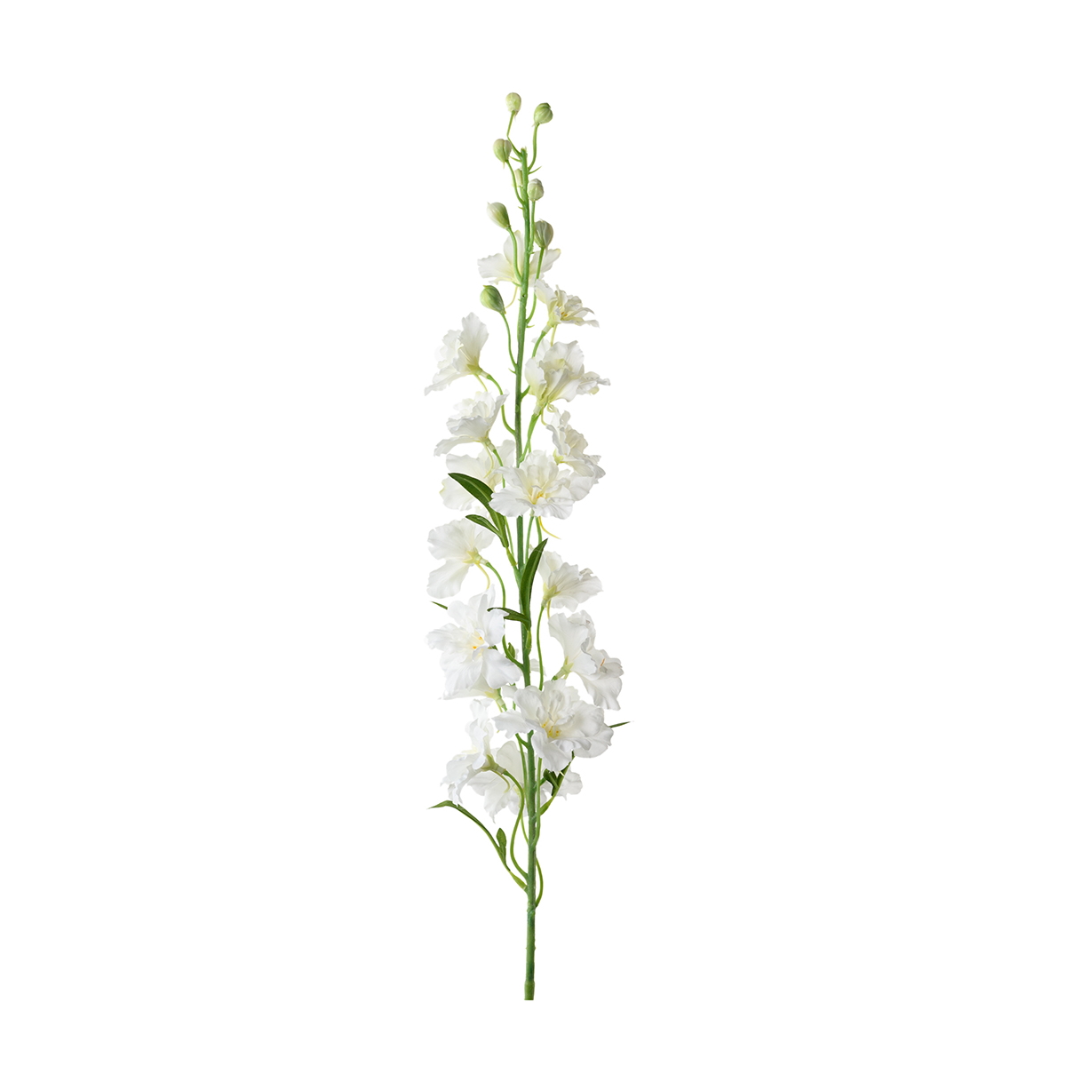 Konstväxt Riddarsporre  Delphinium 90 cm vit